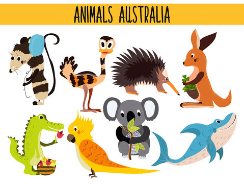 Set of Cute cartoon Animals and birds of Australia and its ostrovov. Kangaroo, possum, numbat, the Koala bear, EMU, parrot, alligator, echidna, and a predatory shark . Vector