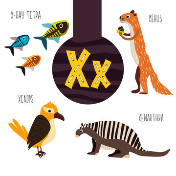 Fun animal letters of the alphabet for the development and learning of preschool children. Set of cute forest, domestic and marine animals with the letter x. Vector