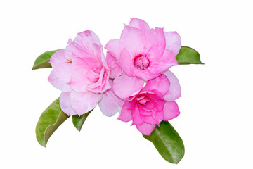 Fototapeta na wymiar desert rose flower.