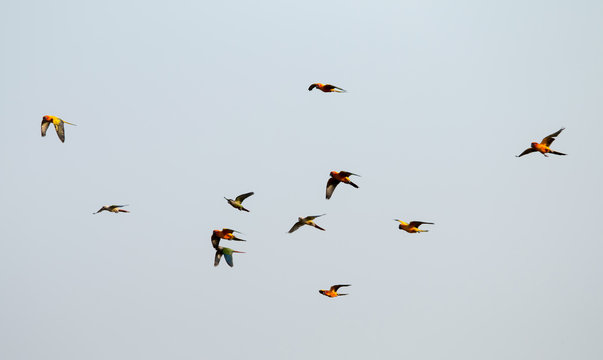Parrots flying in the sky.