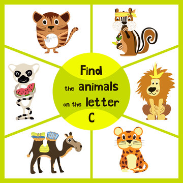 Funny learning maze game, find all 3 cute wild animals with the letter C, friendly kitten, African camel and forest Chipmunk . Educational page for children. Vector
