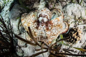 Caribbean Octopus on Seafloor