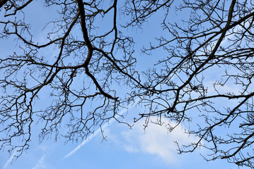 Dry tree branches against blue sky