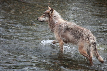 wolf in the river