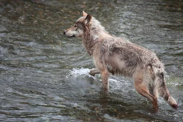 Aluminium Prints Wolf wolf in the river