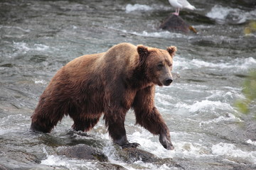 Obraz na płótnie Canvas Bear at river