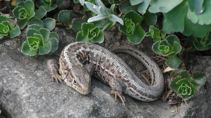 Lizard on the rock