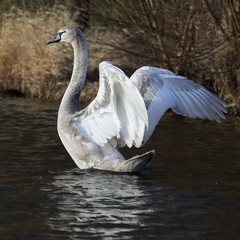 Young mute swan (Cygnus olor) on the water flapping wings.