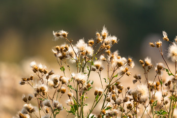Distel im Sonnenlicht
