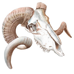 Fototapeta premium Illustration with goat skull.