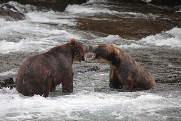 two bears fighting
