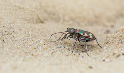Dünen-Sandlaufkäfer