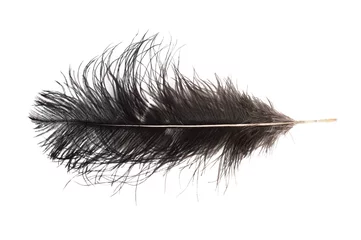 Wandaufkleber black ostrich feather isolated on white background © redfox331