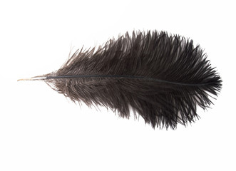 black ostrich feather isolated on white background