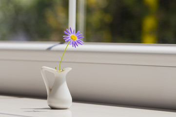 Purple daisy in small white jug near window