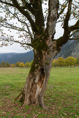 Fototapeta premium maple tree