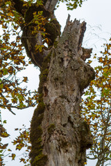 Obraz premium maple tree