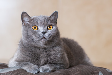 A British Blue cat lying on a pillow