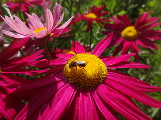 Цветы среди зелени летним солнечным днем