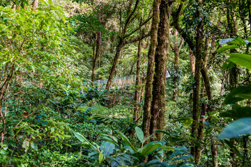 Fototapeta premium Cloudforest - Monteverde, Costa Rica