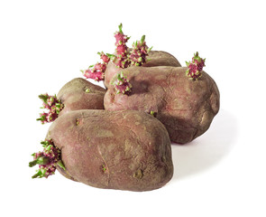 Four sprouting potatoes against a white background, variety with red rind
