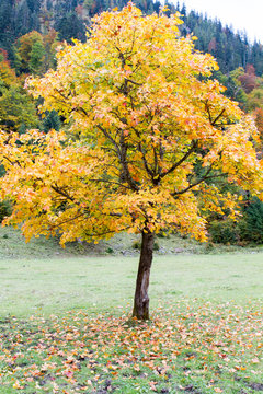 marble tree