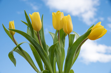 Strauß mit gelben Tulpen und blauer Himmel