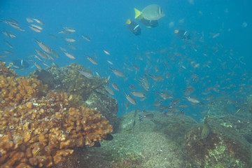 Fototapeta na wymiar Fish at coral reef at Cabo San Lucas, Mexico