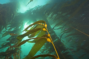 Seaweed kelp forest at Catalina Island, california
