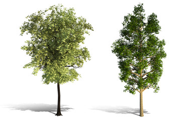 Obraz premium 3d tree render on white background