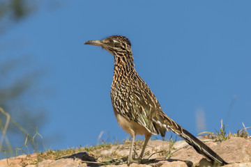 Roadrunner