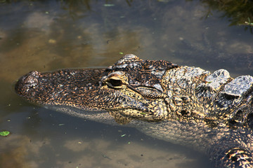 Alligator (Alligator mississippiensis)