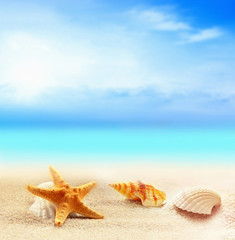 Fototapeta na wymiar starfish on the sandy beach 