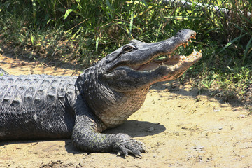 Alligator (Alligator mississippiensis)