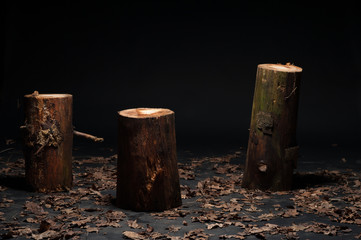 Naklejka premium Tree trunks in studio with leaves and black background