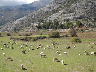 Fototapeta na wymiar Schafherde auf Kreta