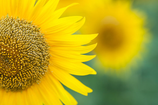 Sunflower close up.