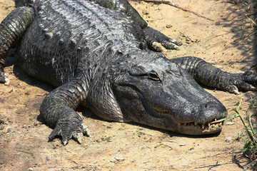 Obraz premium Alligator (Alligator mississippiensis)