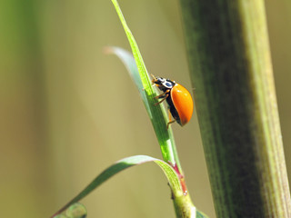 Ladybug on Bamboo