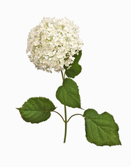 Ballhortensie