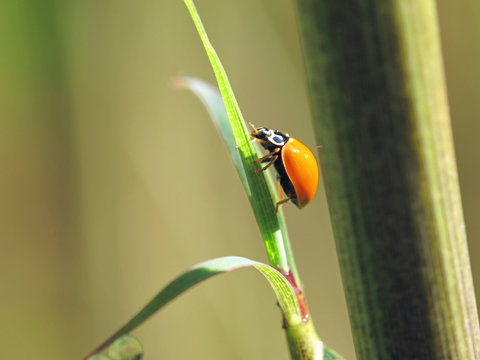 Ladybug on Bamboo