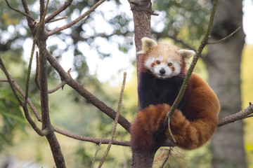 Little red panda, Ailurus fulgens