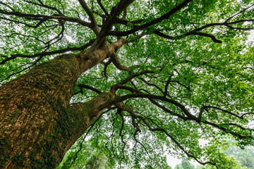 Fototapeta premium Green natural background of Camphor trees in summer