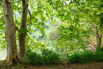 Fototapeta premium Green natural background of buttonwood trees in summer