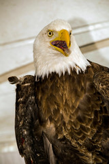 Bald Eagle (Haliaeetus albicilla)