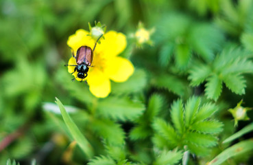 Garden beetle, Phyllopertha horticola