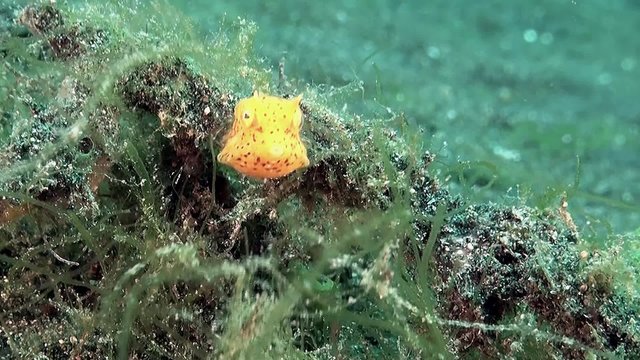 Funny tiny yellow boxfish