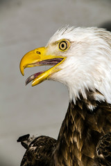 Bald Eagle (Haliaeetus albicilla)