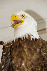 Bald Eagle (Haliaeetus albicilla)