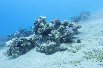Naklejka na ściany i meble coral reef in deep water at the bottom of tropical sea, underwater